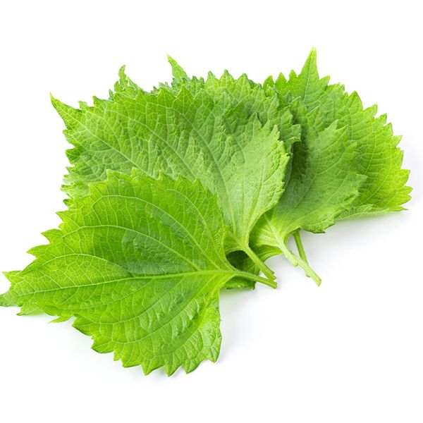 Green grape leaves packet