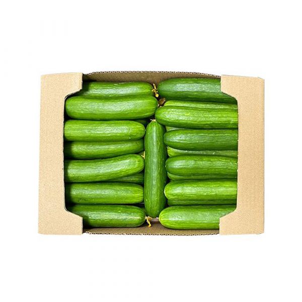 Cucumber green Oman 10kg box. Omani green cucumber 10kg box